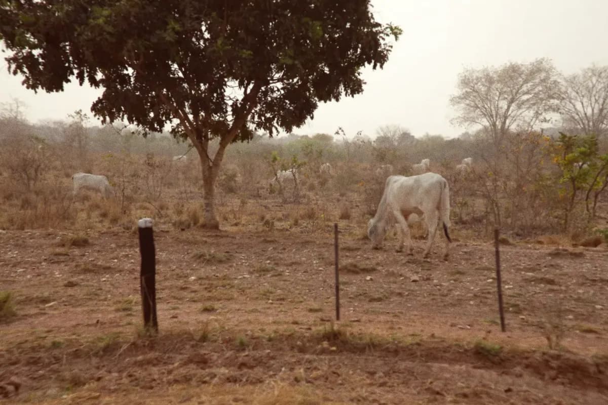 Brazil Aims To Raise $2 Billion for Land Restoration Projects