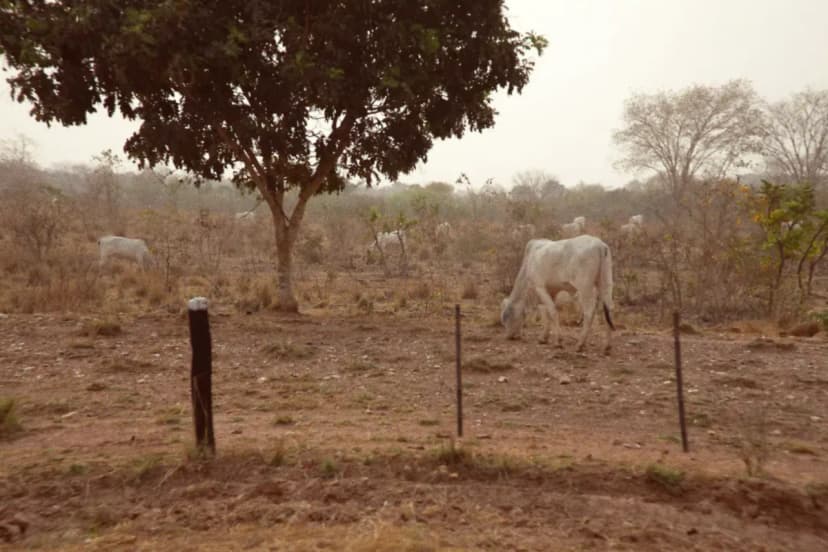 Brazil Aims To Raise $2 Billion for Land Restoration Projects