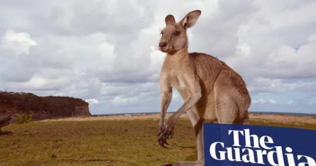 Kangaroo Escapes Enclosure, Causes Crash on I-85 in Alabama