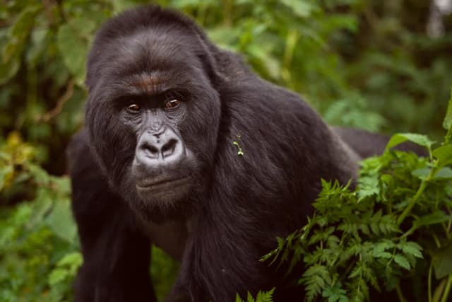 Internet Debates Whether 100 Men Could Beat One Gorilla