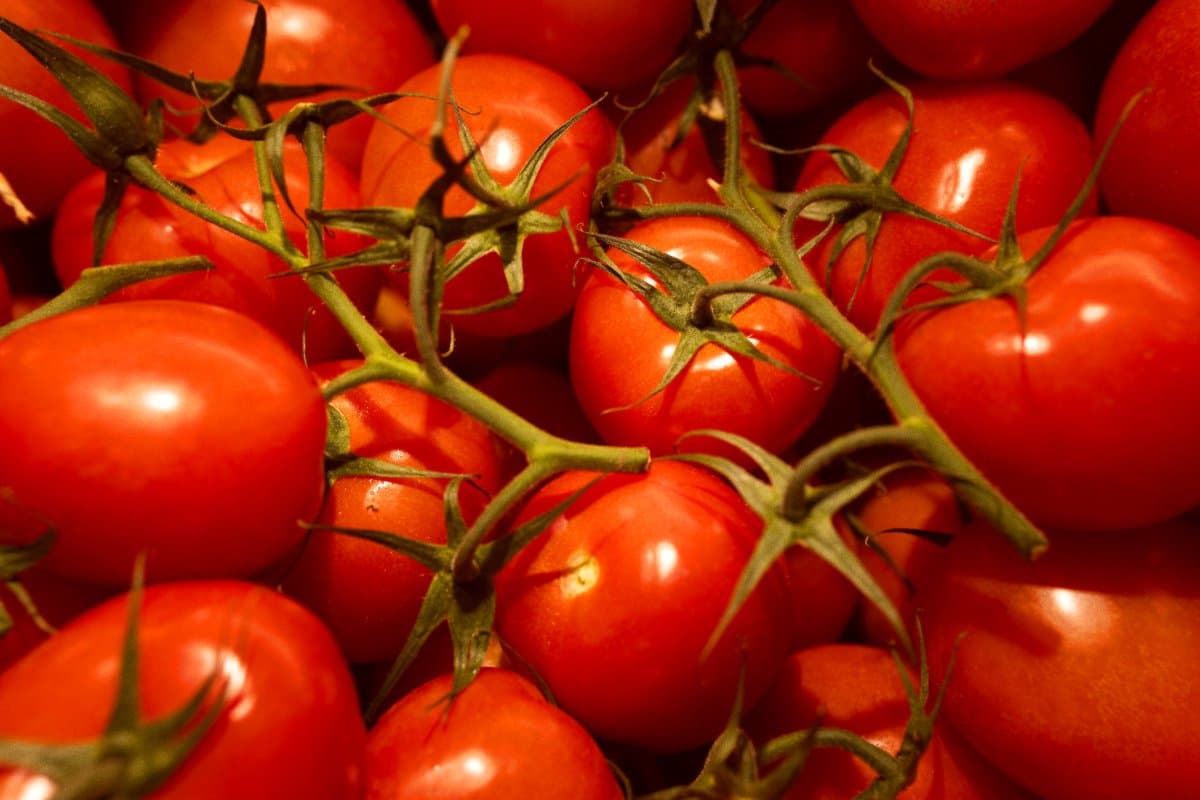 Salmonella Risk Prompts Tomato Recall Adding to Recent Food Recalls