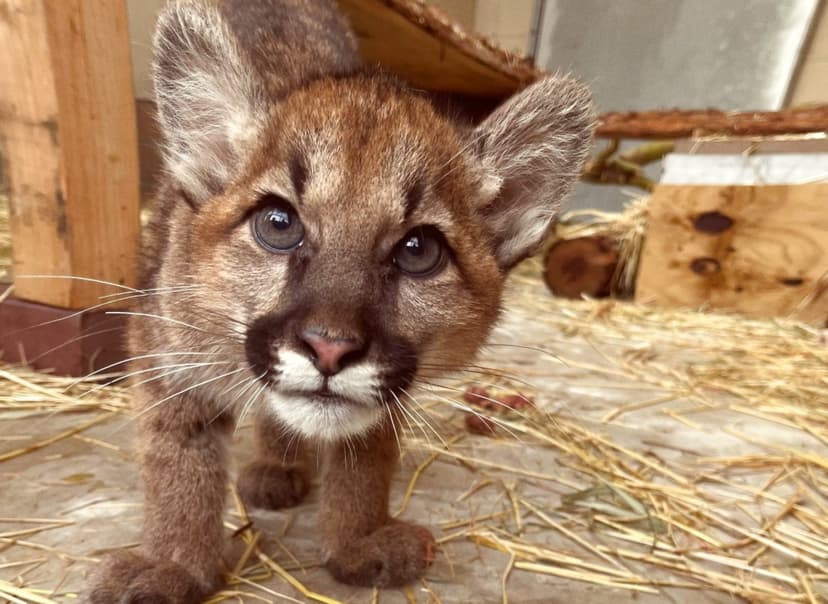 Oakland Zoo Mountain Lion Cubs Headed to Phoenix