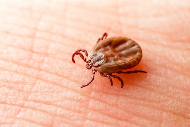 New Reports Detail Lyme Disease Research, Treatment Efforts