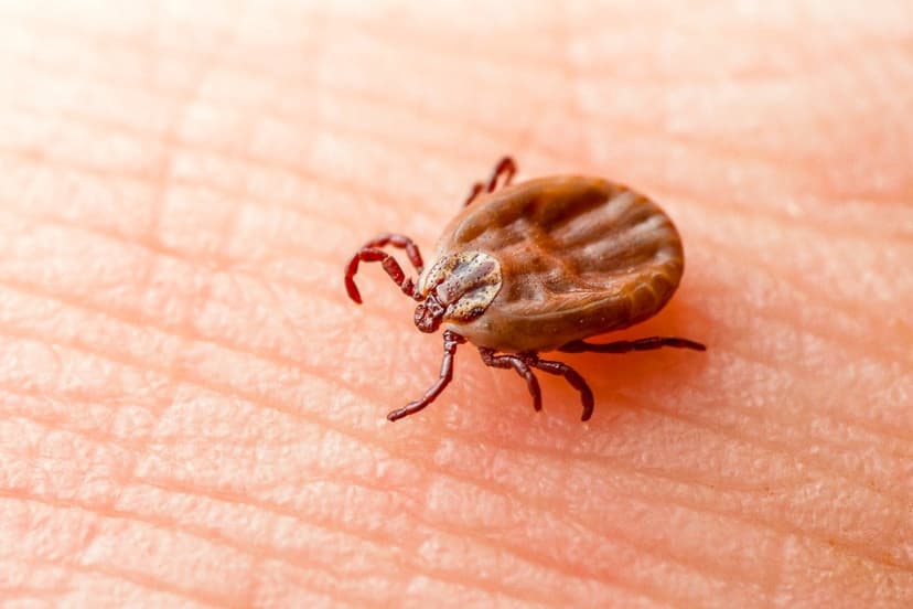 New Reports Detail Lyme Disease Research, Treatment Efforts
