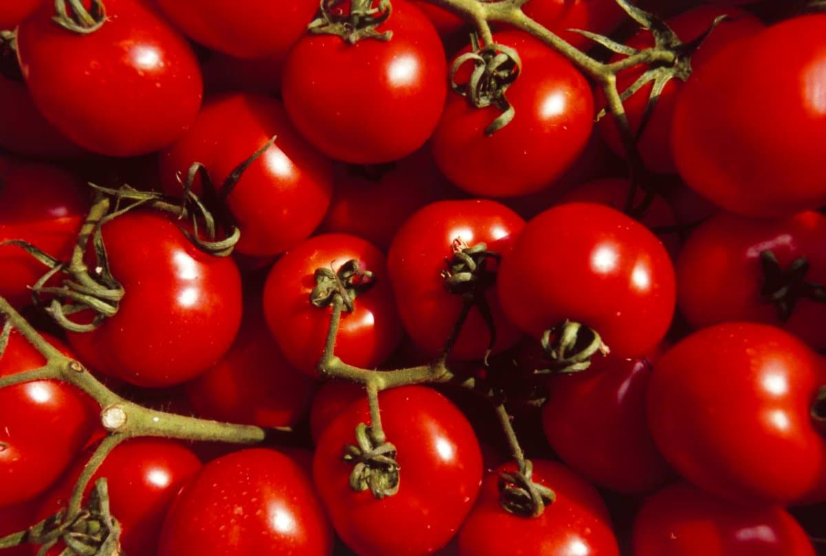 Tomato Recall Expands to Cover 14 States due to Salmonella