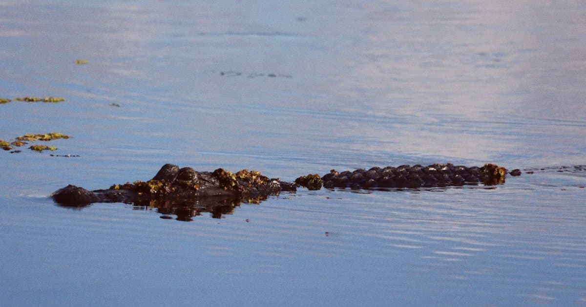 Woman Dies in Alligator Attack Near Lake Kissimmee State Park
