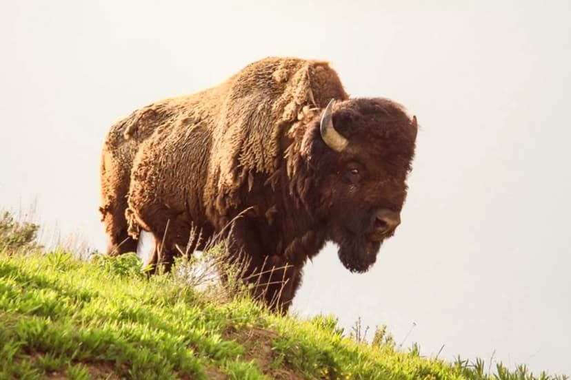 Florida Man Injured After Approaching Bison in Yellowstone National Park