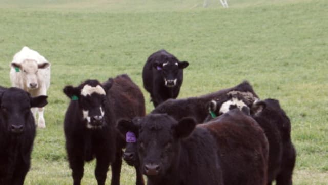 Market Data Shows Steers Bring Higher Prices Than Uncastrated Bulls