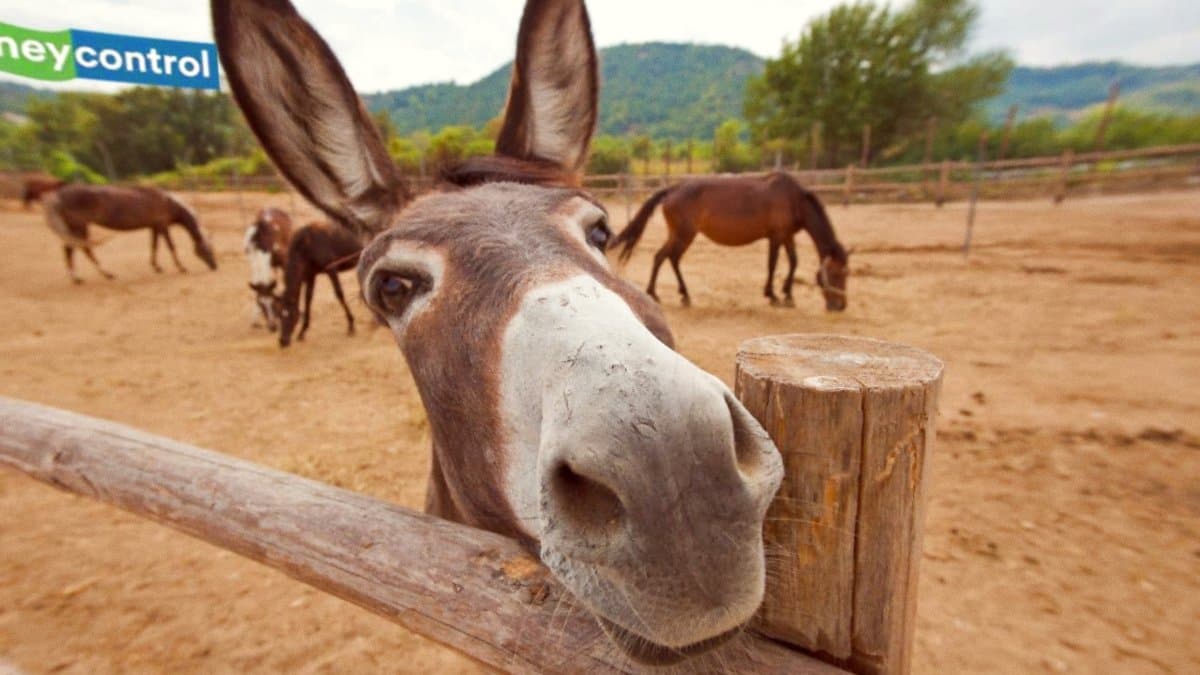 World Donkey Day Observed May 8 Promoting Awareness and Respect